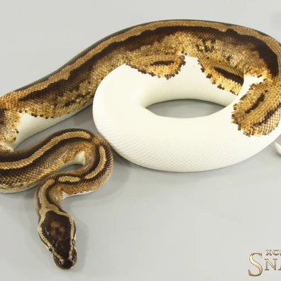 Gravel Piebald Het Lavender