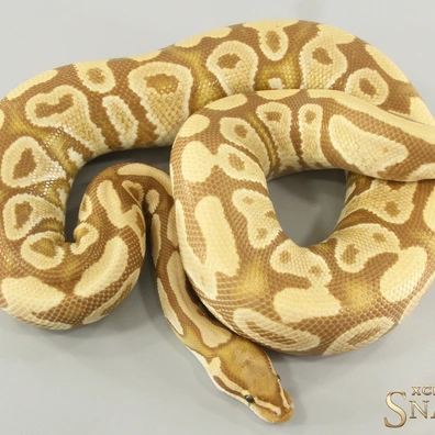 Gravel Ultramel Het Clown