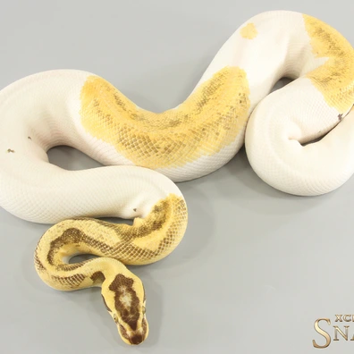 Super Enchi Pastel Vanilla Piebald