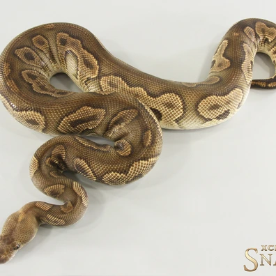 Copper Leopard GHI Clown