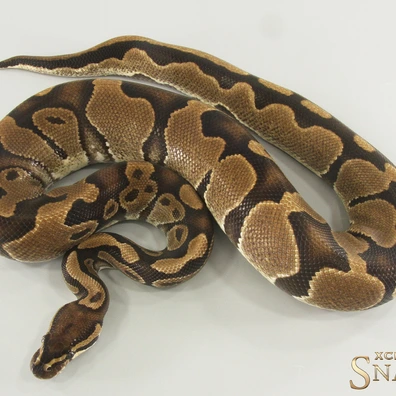 Triple Het Sunset Desert Ghost Piebald