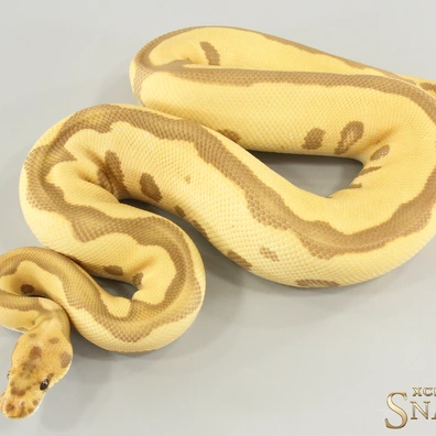 Leopard Ultramel Clown