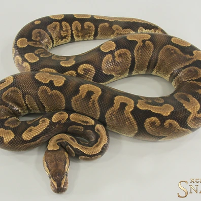 Shatter GHI Het Desert Ghost