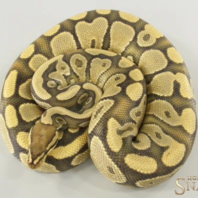 Gravel Hypo Het Piebald