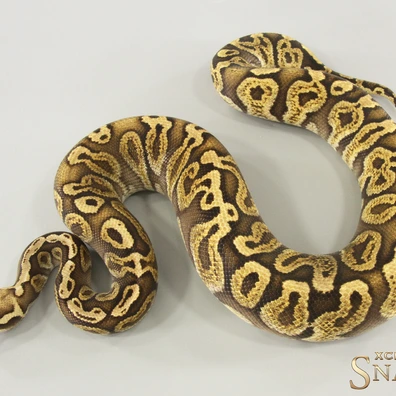 Pastel Special GHI Double Het Black Axanthic Clown