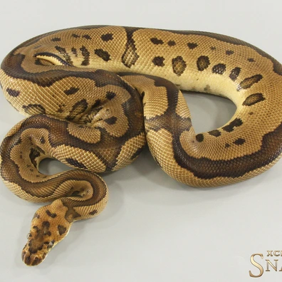 Leopard Gravel Clown Het Hypo