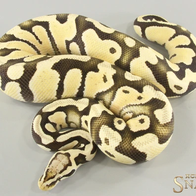 Pastel Desert Ghost Double Het Clown Piebald