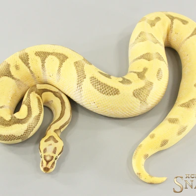 Pastel Super Enchi Super Vanilla Double Het Desert Ghost Piebald