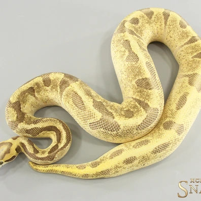 Super Enchi Super Vanilla Double Het Desert Ghost Piebald