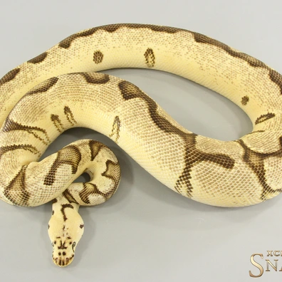 Pastel Enchi Gravel Clown Het Ultramel
