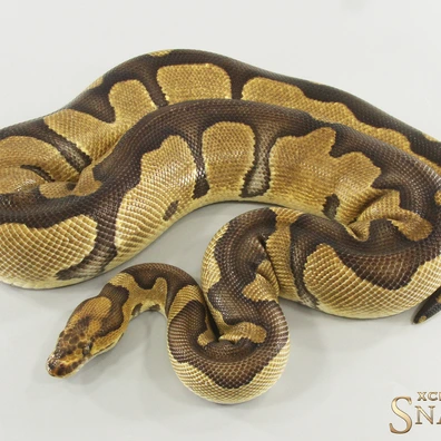 Chocolate Enchi Clown