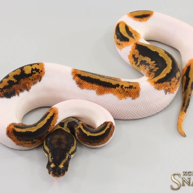 Gravel Pied Pos Het Axanthic Ball Python - female for sale from Xclusive Snakes