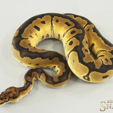 Clown Double Het TSK Axanthic Desert Ghost Ball Python - male for sale from Xclusive Snakes