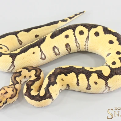 Desert Ghost Clown Ball Python - male for sale from Xclusive Snakes