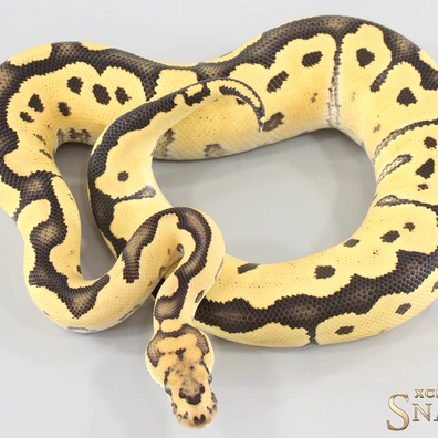 Desert Ghost Clown Het TSK Axanthic Ball Python - male for sale from Xclusive Snakes