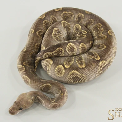 Super GHI Chocolate Clown Ball Python - male for sale from Xclusive Snakes