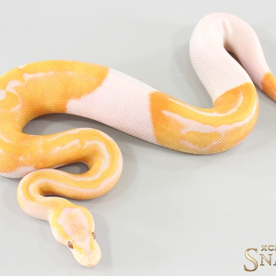 GHI Lavender Piebald Het Clown Ball Python - female for sale from Xclusive Snakes