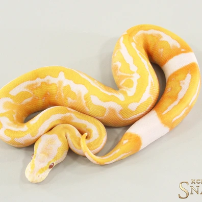 GHI Lavender Piebald Het Clown Ball Python - female for sale from Xclusive Snakes