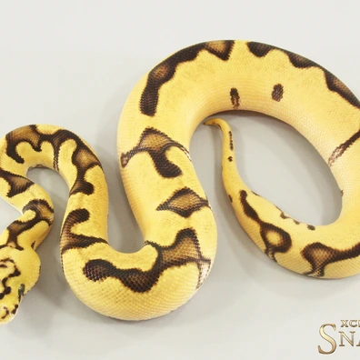 Enchi Pastel Orange Dream Clown Het Piebald Ball Python - female for sale from Xclusive Snakes