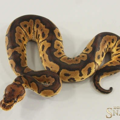 Clown Het Sunset Ball Python - female for sale from Xclusive Snakes