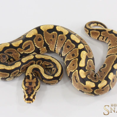 Spotnose Red Stripe Double Het Desert Ghost Clown Ball Python - female for sale from Xclusive Snakes