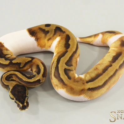 Enchi Piebald Het Desert Ghost Ball Python - female for sale from Xclusive Snakes