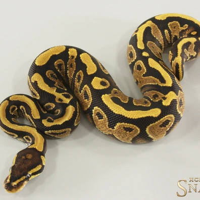 Yellow Belly Triple Het Lavender Clown Piebald Ball Python - female for sale from Xclusive Snakes