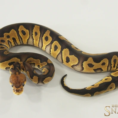 Wookie Clown Het Desert Ghost Ball Python - female for sale from Xclusive Snakes