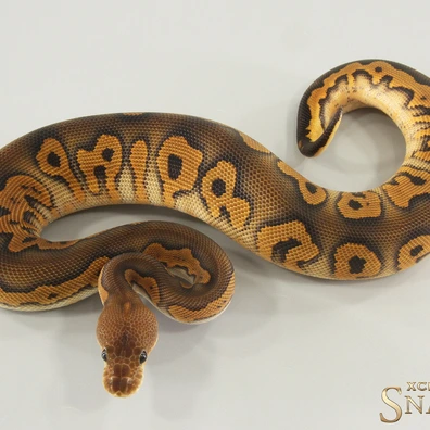 Black Pastel Gravel Clown Het Desert Ghost Ball Python - female for sale from Xclusive Snakes