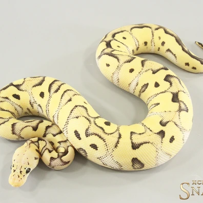 Pastel Desert Ghost Clown Ball Python - female for sale from Xclusive Snakes