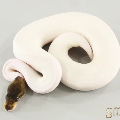 Copper Cinnamon Yellow Belly Piebald Ball Python - female for sale from Xclusive Snakes