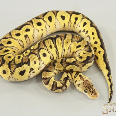Pastel Clown Het Desert Ghost Ball Python - female for sale from Xclusive Snakes