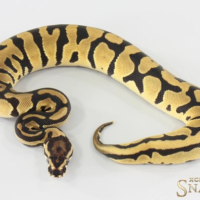Confusion Orange Dream Double Het Hypo Piebald Ball Python - female for sale from Xclusive Snakes