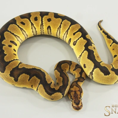 Clown Het TSK Axanthic Ball Python - female for sale from Xclusive Snakes