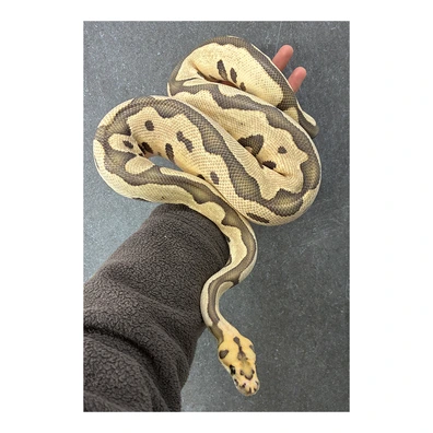 Leopard Desert Ghost Clown Ball Python - male for sale from Xclusive Snakes