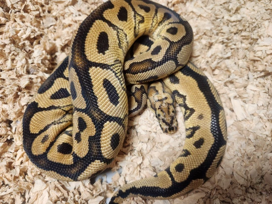 Spotnose Clown Female Ball Python by Ballistic Morphs