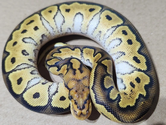 Lace Clown Female Ball Python by Ballistic Morphs