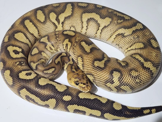 Stranger Phantom Spotnose Clown Male Ball Python by Ballistic Morphs