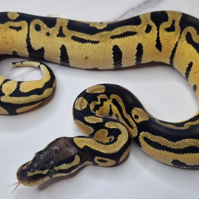 0.1 Pastel Tri-Stripe Ball Python - female for sale from Xtreme Morphs NL