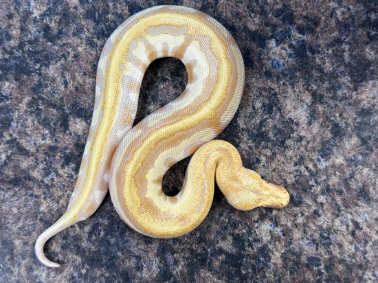 2025 T- Albino Goldeneye Blood Python by Xtreme Exotics