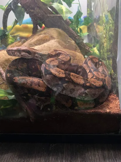 Central American Dwarf Boa. True Red-Tailed Boa Constrictor by Aces ...