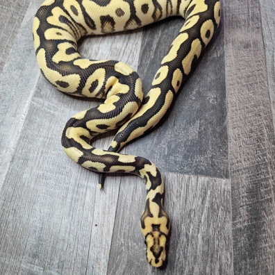 0.1 Spotnose DG Clown Ball Python - female for sale from Nero King Pythons