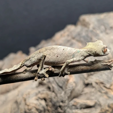 Leaf-Tailed Geckos For Sale - MorphMarket US & Canada