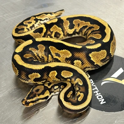 Spotnose Yellow Belly TH Desert Ghost Clown Piebald