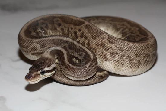 PY(*ᴗ͈ˬᴗ͈)⁾⁾ How To Draw The Vampire Emoji 🧛‍♂️🧛‍♀️ - YouTube