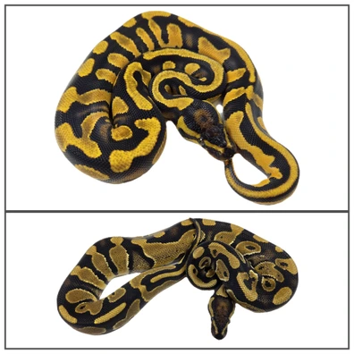 Pair OD YB Clown Pied Project Ball Python - unknown for sale from YBalls Python Regius
