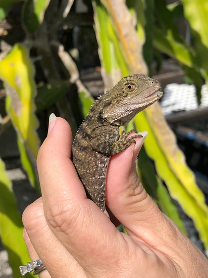 Gorgeous Baby Australian Water Dragons Are Here! by Yellow Room Reptiles