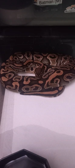 Hurricane Poss Hayabusa Het Clown I Sold 2 Siblings Of Him And This One ...