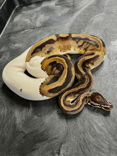 Pied Het Clown(Proven) Ball Python by State 48 Exotics