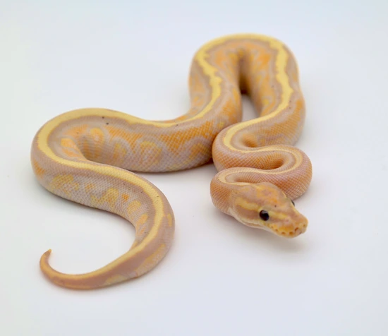 Banana Stranger Spotnose Leopard (YB) 66% Dbl Het Clown Pied Ball ...